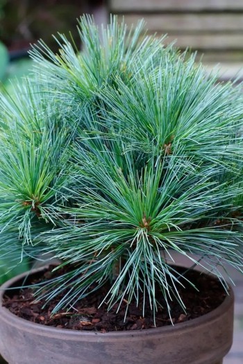 Сосна Веймутова Бергманс Міні|Pinus strobus ’Bergman’s Mini’|Сосна веймотовая Бергманс Мини